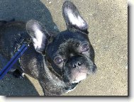 Bouledogue francais, French Bulldog