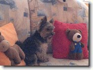 Jorkšírský terier, Yorkshire Terrier,