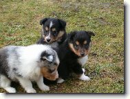 Shetland Sheepdog