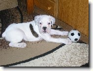 Deutscher Boxer