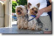 Jorkšírský terier, Yorkshire Terrier,