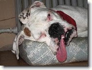 Deutscher Boxer