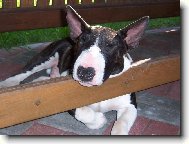 Bull Terrier