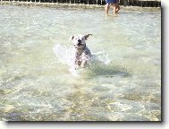 Deutscher Boxer