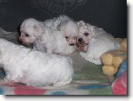 Bichon á poil frisé, Bichon Frise