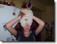 icu, Shih-Tzu