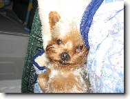 Jorkšírský terier, Yorkshire Terrier,