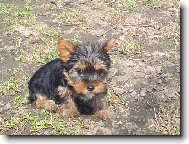 Jorkšírský terier, Yorkshire Terrier,