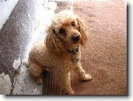 Poodle, Caniche
