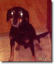 Slovensky Kopov, Slovakian Hound