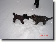 Poodle, Caniche