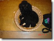 Poodle, Caniche