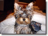 Jorkšírský terier, Yorkshire Terrier,