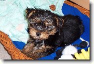 Jorkšírský terier, Yorkshire Terrier,