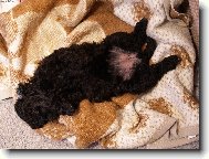 Poodle, Caniche