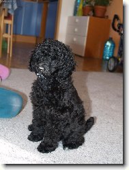 Poodle, Caniche