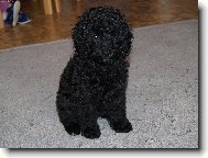 Poodle, Caniche