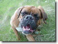 Deutscher Boxer