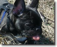 Bouledogue francais, French Bulldog