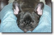 Bouledogue francais, French Bulldog