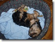 Jorkšírský terier, Yorkshire Terrier,