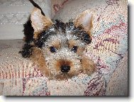 Jorkšírský terier, Yorkshire Terrier,