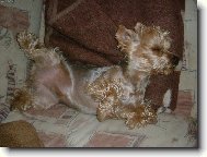 Jorkšírský terier, Yorkshire Terrier,