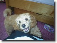 Poodle, Caniche