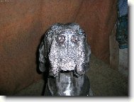 Deutsche Dogge