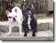 Bouledogue francais, French Bulldog