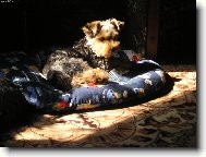 Jorkšírský terier, Yorkshire Terrier,