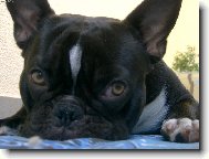 Bouledogue francais, French Bulldog