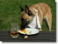 Chien de Berger Belge - Malinois