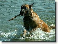 Chien de Berger Belge - Malinois