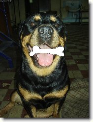 Rottweiler