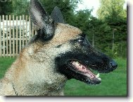 Chien de Berger Belge - Malinois