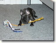 Bouledogue francais, French Bulldog