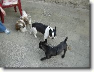 Bouledogue francais, French Bulldog