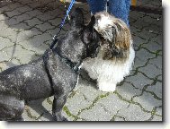 Bouledogue francais, French Bulldog