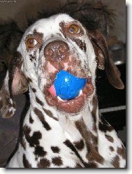 balónek