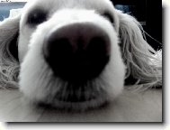 Poodle, Caniche