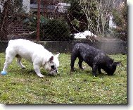 Bouledogue francais, French Bulldog