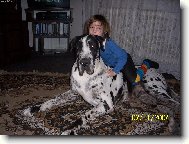 Deutsche Dogge
