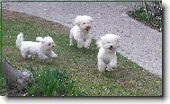 Bichon á poil frisé, Bichon Frise