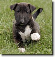 Bull Terrier