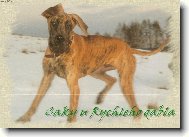 Deutsche Dogge