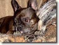 Bouledogue francais, French Bulldog