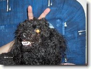 Poodle, Caniche