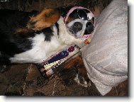 Berner Sennenhund