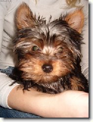 Jorkšírský terier, Yorkshire Terrier,